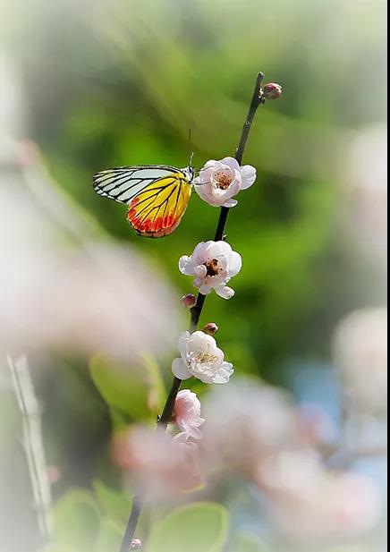 微信图片_20180314150212.jpg 微信图片_20180314150212.jpg